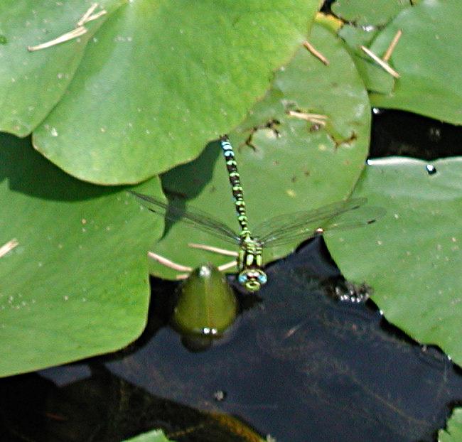 Adult dragonfly (Aeshna cyanea) in flight above the Fourmilab pond