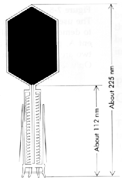 Bacteriophage T4 schematic