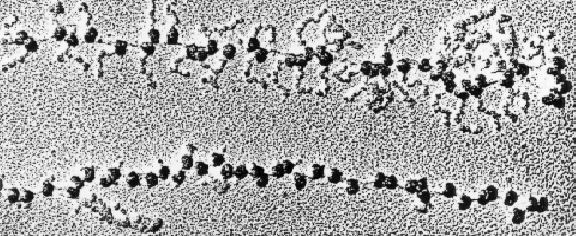 RNA transcription