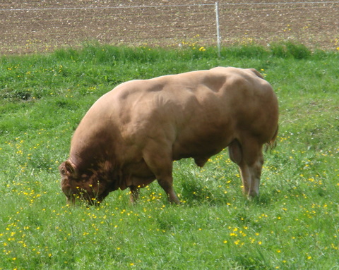 Bull in Lignières, Switzerland