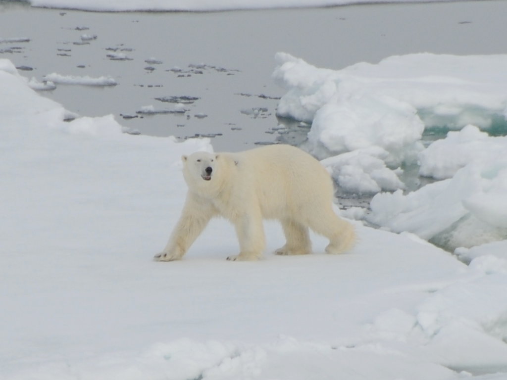 http://www.fourmilab.ch/fourmilog/archives/2008/08/05/polarbear.jpg