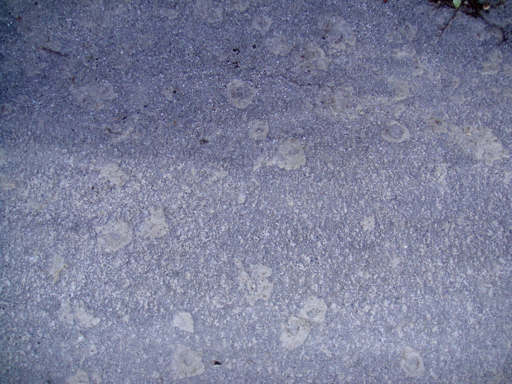 http://www.fourmilab.ch/fourmilog/archives/2010/10/27/feuilles_phantomes_2010-10-27.jpg