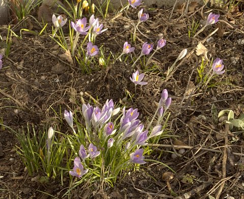 crocus1.jpg