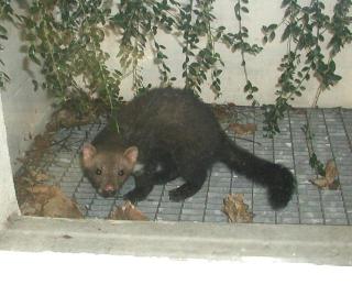 Fouine / stone marten watching the Fourmilab servers