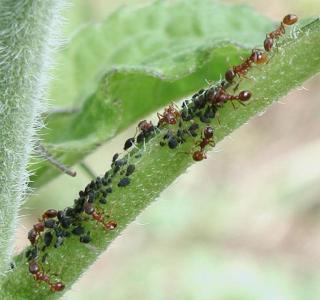 Aphid-ranching ants at Fourmilab