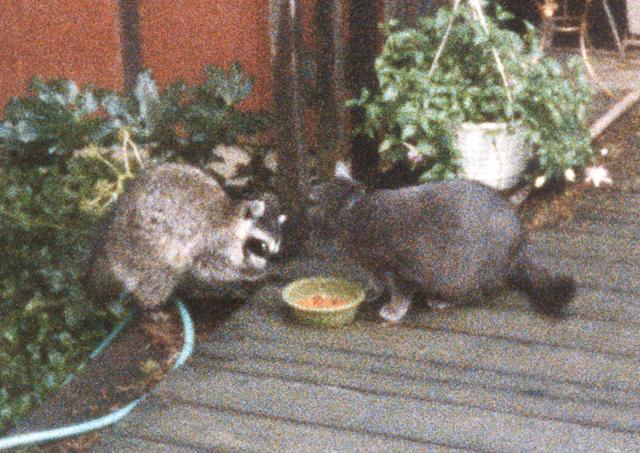 Bup the cat and raccoon buddy