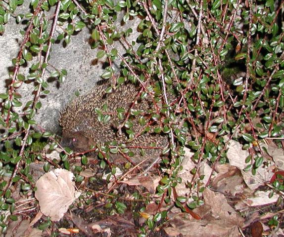 Herisson/hedgehog in the Fourmilab driveway