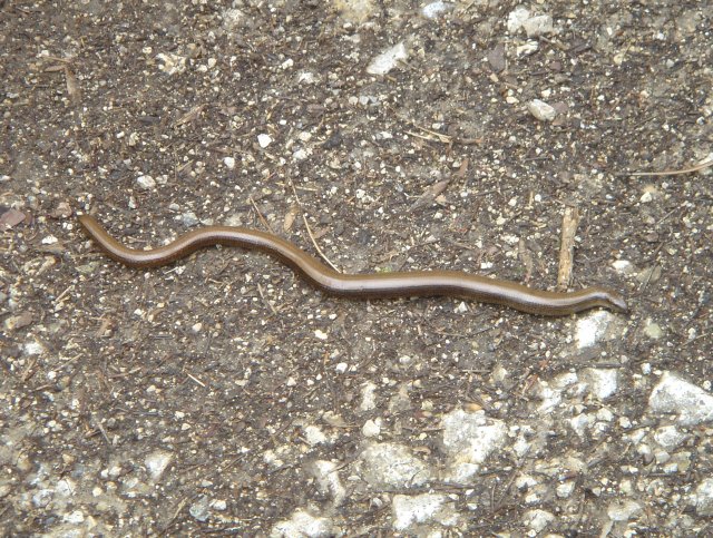 Slow-worm (Anguis fragilis) in the forest near Fourmilab