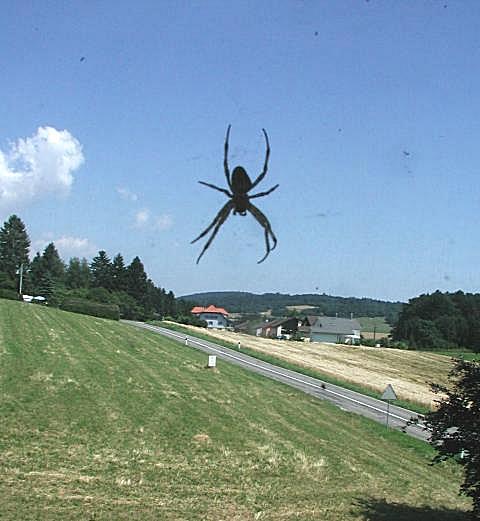 The Spider that Devoured Switzerland
