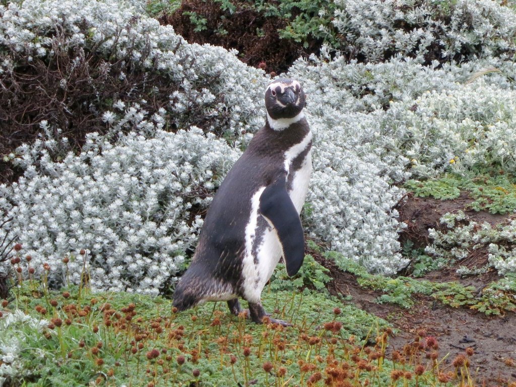 ANTarctica 2013 gallery image L058.jpg