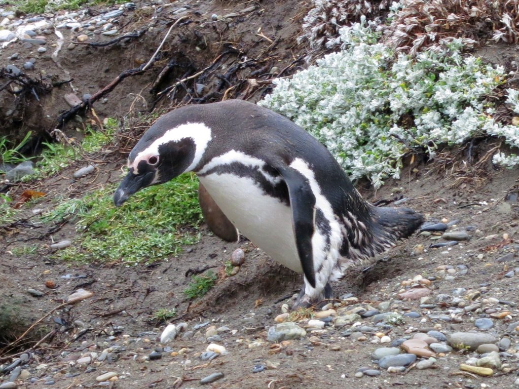 ANTarctica 2013 gallery image L059.jpg