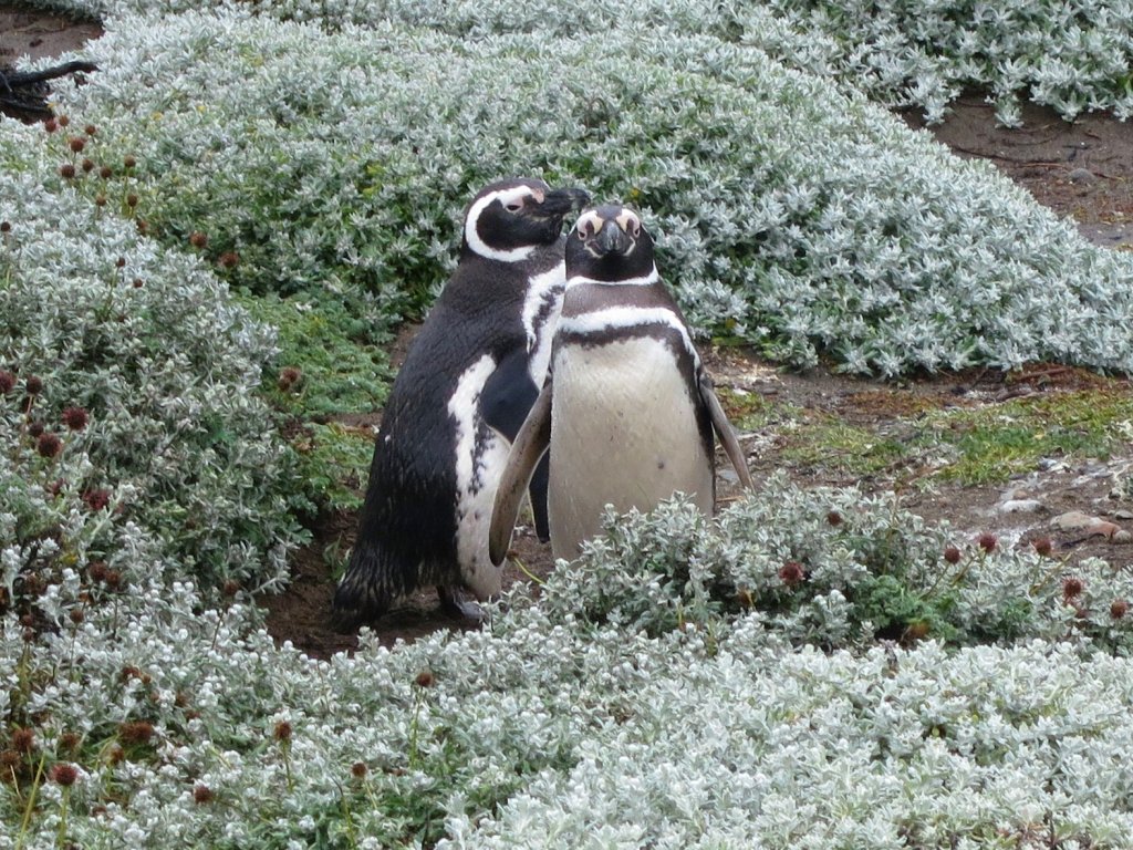 ANTarctica 2013 gallery image L063.jpg