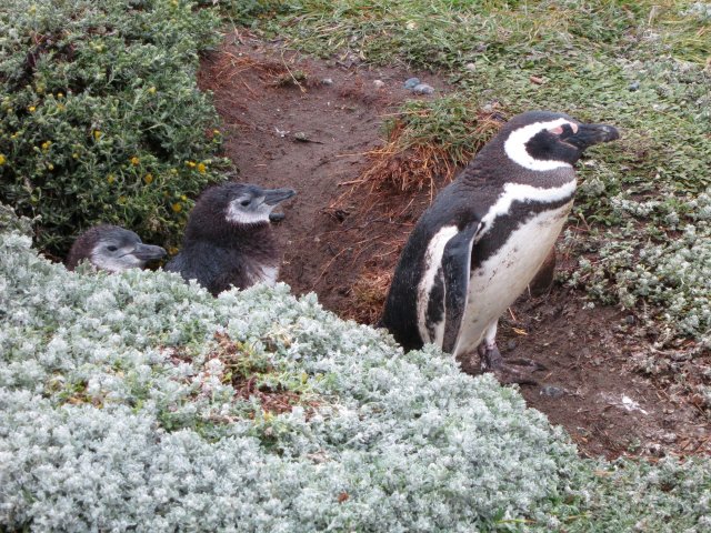 ANTarctica 2013 gallery image S060.jpg