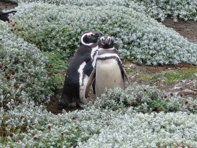 ANTarctica 2013 gallery image S063.jpg