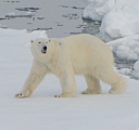 Polar bear