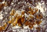 February 1976: Snow on the Acacias